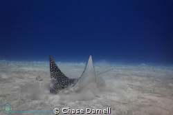 "Sand Castles"
A Spotted Eagle Ray digs in the sand in s... by Chase Darnell 